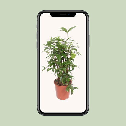 Dracaena Surculosa – Pflegeleichter Drachenbaum Ø21cm