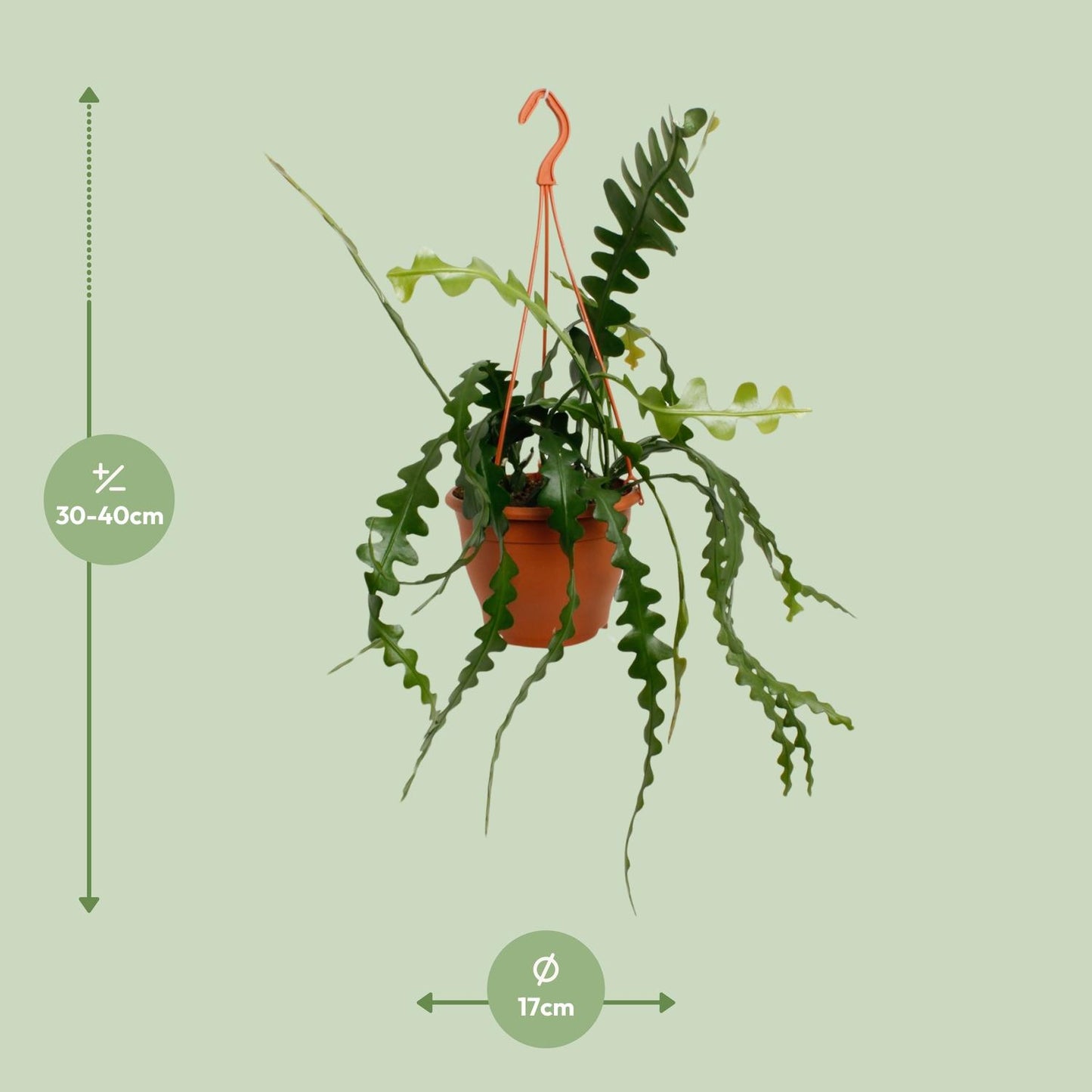 Epiphyllum Anguliger – Trendige pflegeleichte Zimmerpflanze Ø17cm