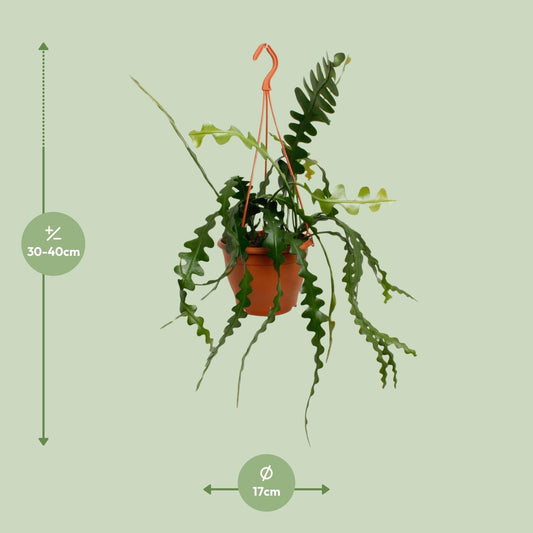 Epiphyllum Anguliger – Trendige pflegeleichte Zimmerpflanze Ø17cm