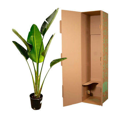 Strelitzia Augusta – Weiße Paradiesvogel-Pflanze 180 cm