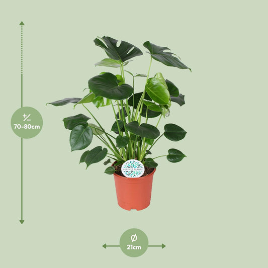 Monstera Deliciosa Ø21cm – Pflegeleichte Trendpflanze