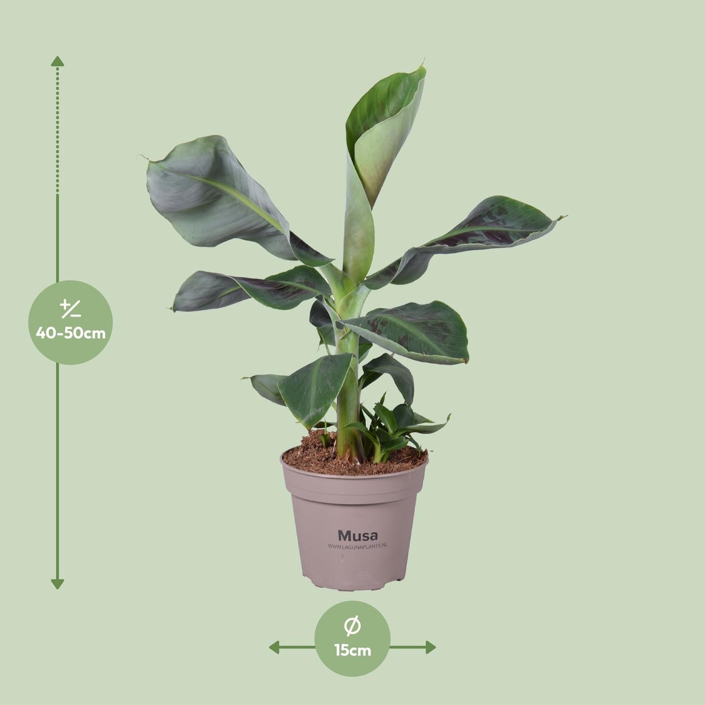 Musa Oriental Dwarf – Pflegeleichte Zimmerpflanze Ø15cm