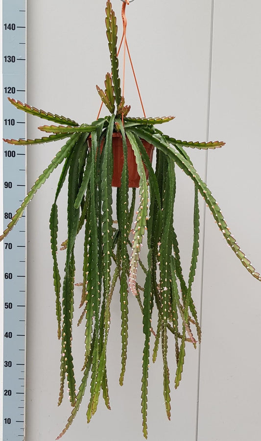 Lepismium Cruciforme Rojo – Pflegeleichte Trendpflanze Ø20cm