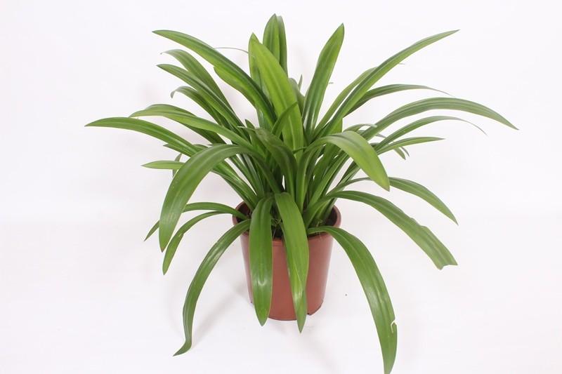 Hymenocallis Speciosa – Pflegeleichte Zimmerpflanze Ø27cm