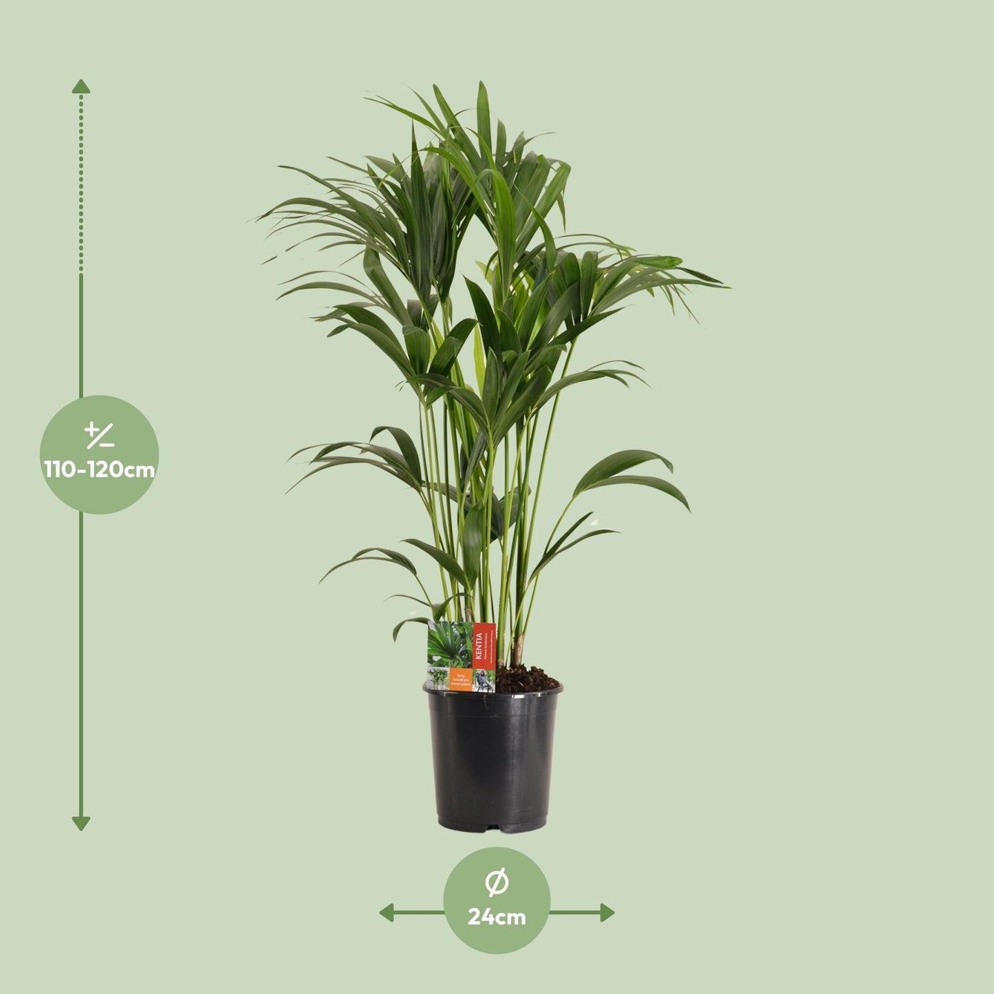 Howea Forsteriana (Kentia-Palme) Ø24cm, ca. 120cm hoch