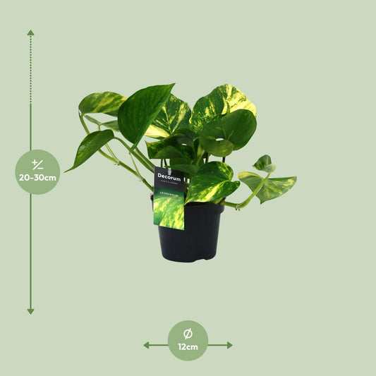 Scindapsus Aureum Ø12cm – Pflegeleichte Zimmerpflanze