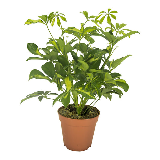 Schefflera Gerda – Pflegeleichte Zimmerpflanze Ø13cm