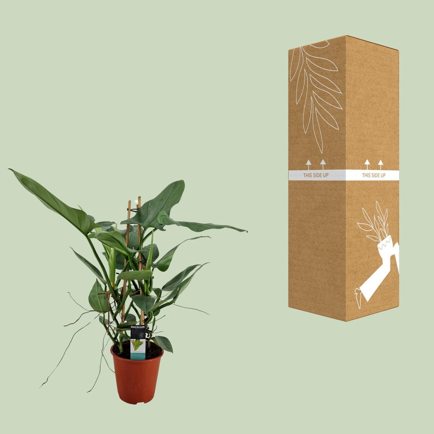 Philodendron Grey – Pflegeleichte Zimmerpflanze Ø19cm