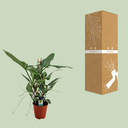 Philodendron Grey – Pflegeleichte Zimmerpflanze Ø19cm