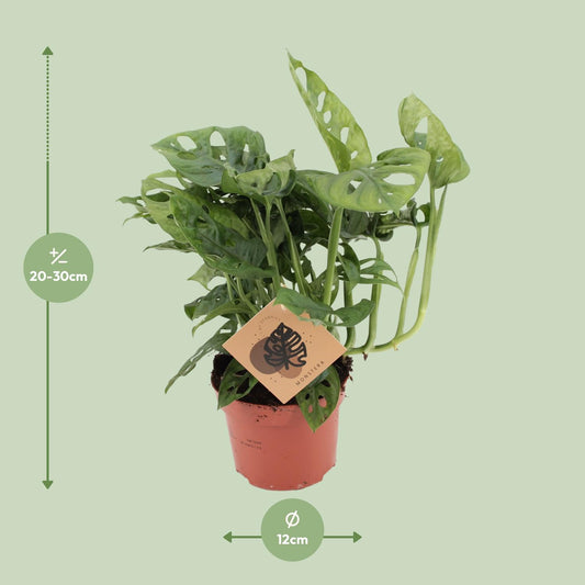 Monstera Monkey Leaf – Pflegeleichte Tropische Zimmerpflanze Ø12cm