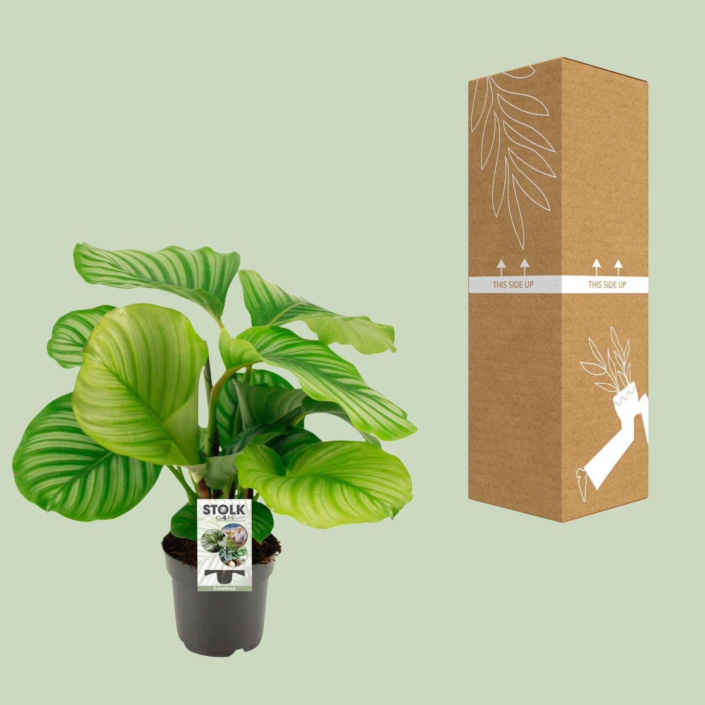 Calathea Orbifolia – Tropische pflegeleichte Zimmerpflanze Ø14cm