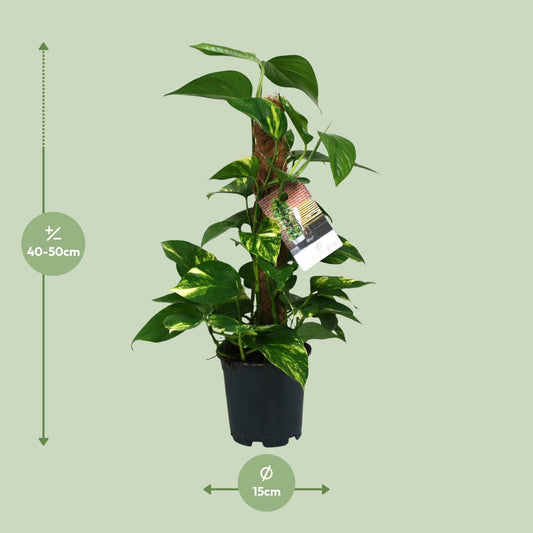 Scindapsus Epipremnum – Pflegeleichte Zimmerpflanze Ø15cm