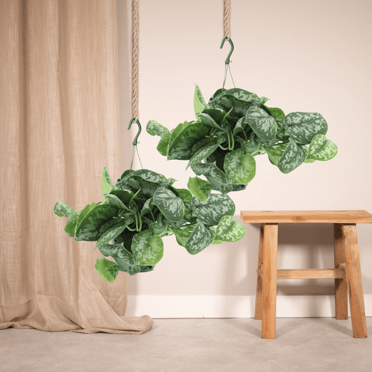 Scindapsus Pictus Trebie – 2er-Set Ø15cm – Pflegeleichte Hängepflanze