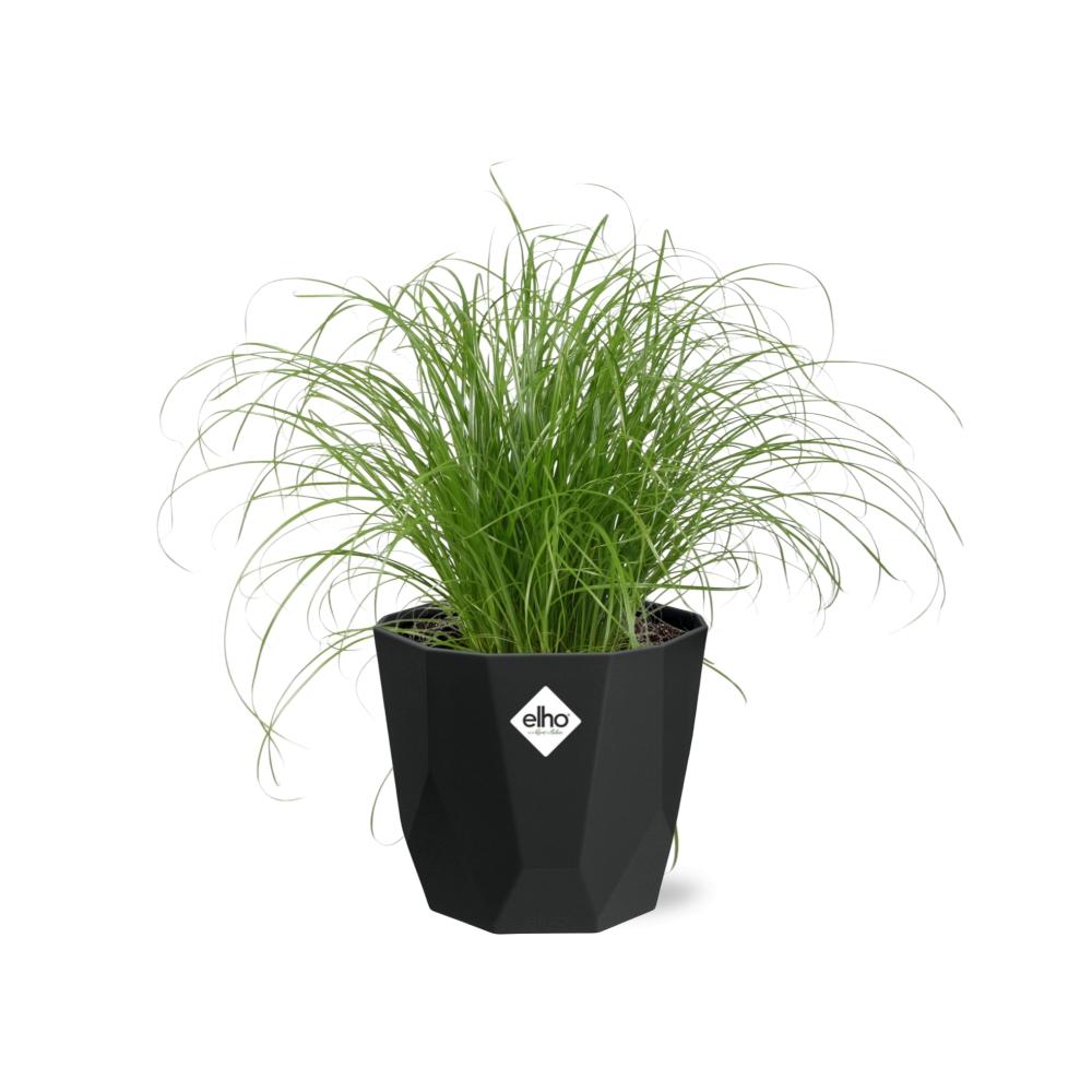 Cyperus Alternifolius Zumula – Pflegeleichtes Schirmgras 14cm