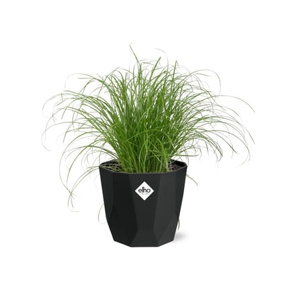 Cyperus Alternifolius Zumula – Pflegeleichtes Schirmgras 14cm