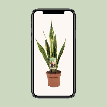 Sansevieria Trifasciata Laurentii – Pflegeleichte Schlangenpflanze Ø17cm