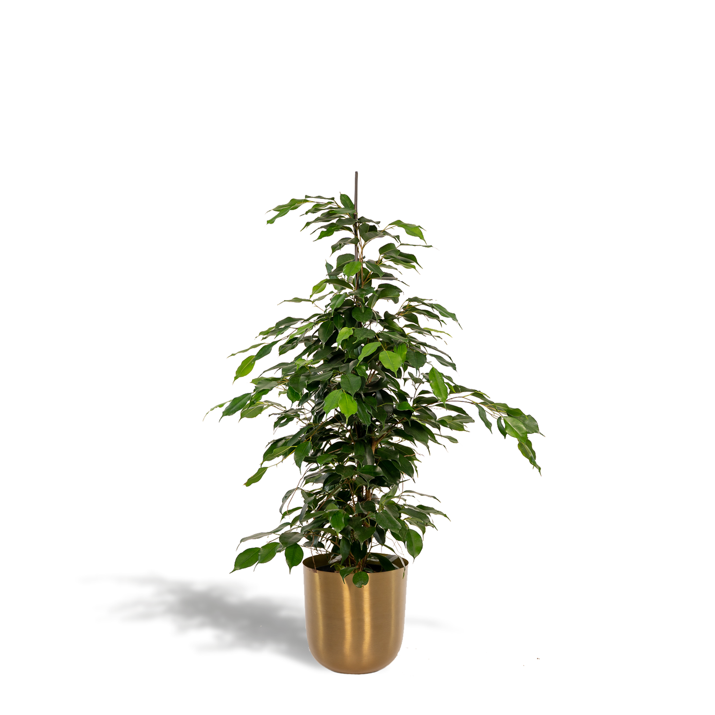 Ficus benjamina Danielle – Pflegeleichte Zimmerpflanze Ø21cm