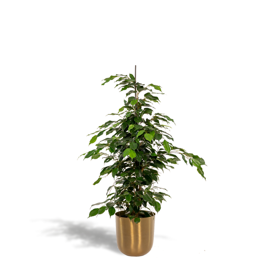Ficus benjamina Danielle – Pflegeleichte Zimmerpflanze Ø21cm
