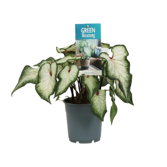 Caladium Wit – Pflegeleichte Zimmerpflanze Ø12cm