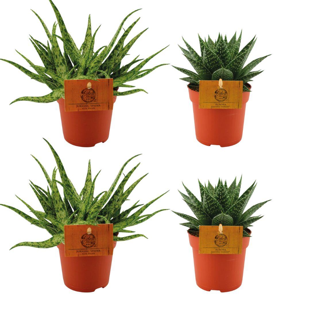 4er Set Aloe Spider & Gasteria Hybride Aurora Ø10,5cm