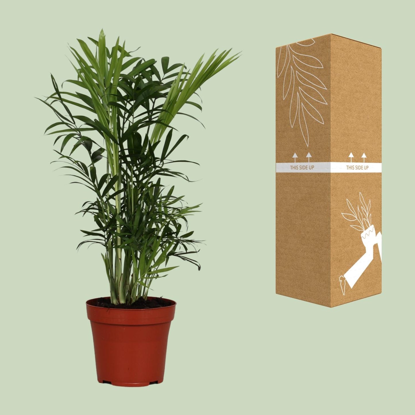 Zwergpalme Chamaedorea Elegans – 40 cm pflegeleicht