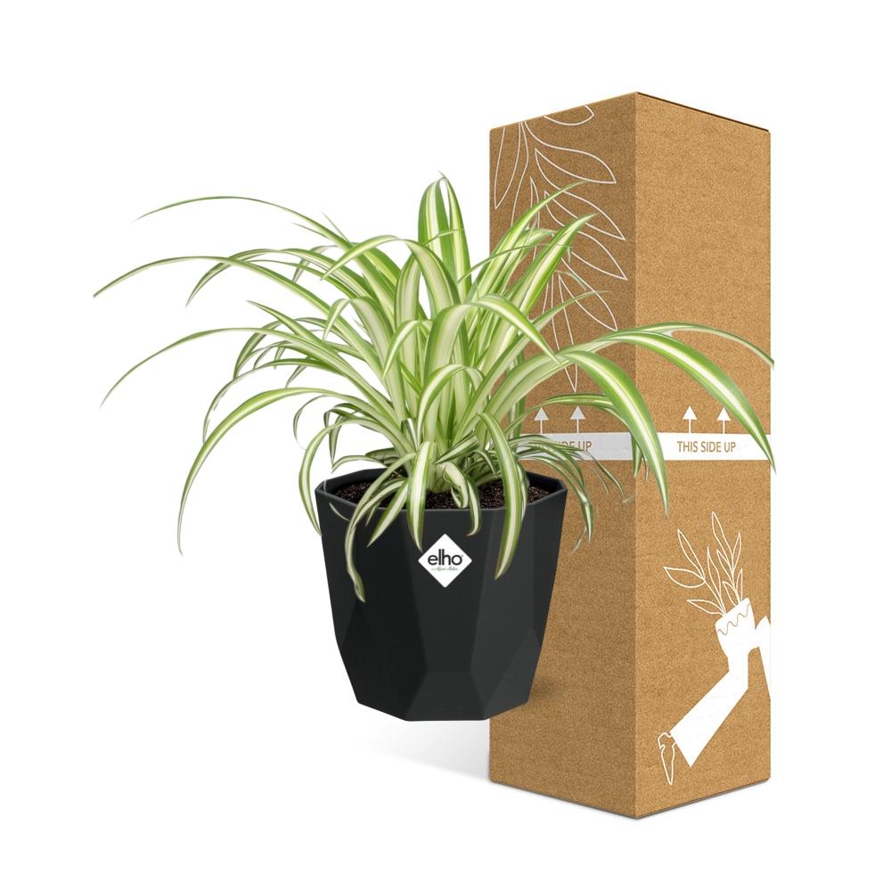 Chlorophytum Comosum Variegatum – Pflegeleichte Grünlilie 14cm