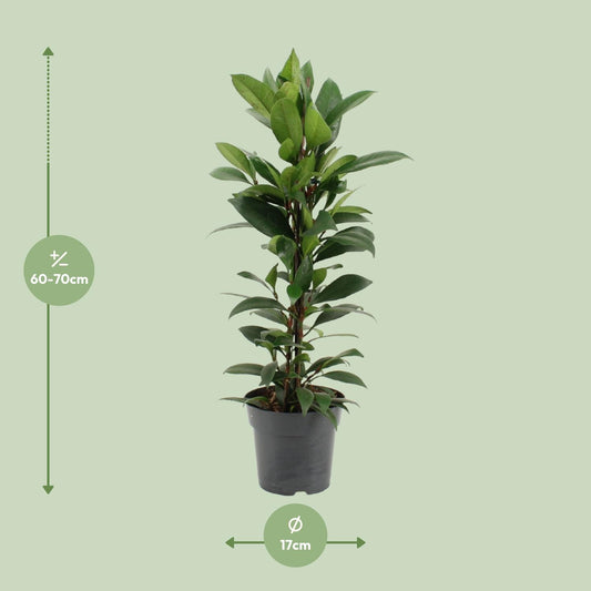 Ficus Cyathistipula – Pflegeleichter Zimmerficus Ø17cm