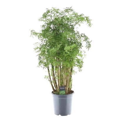 Polyscias Hawaiiana Ming – Pflegeleichte Zimmerpflanze 90 cm