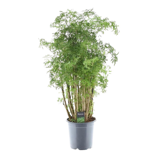Polyscias Hawaiiana Ming – Pflegeleichte Zimmerpflanze 90 cm