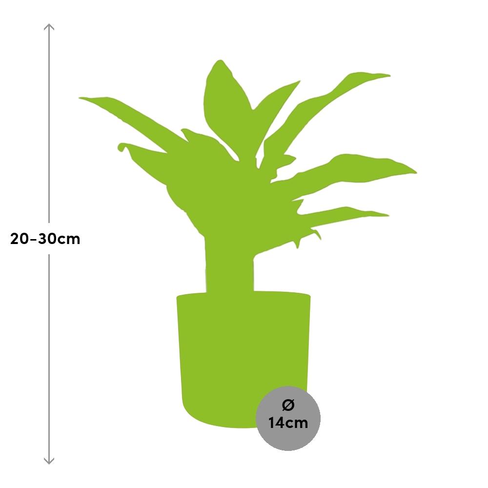 Aglaonema Crete – Pflegeleichte Zimmerpflanze im ELHO Topf