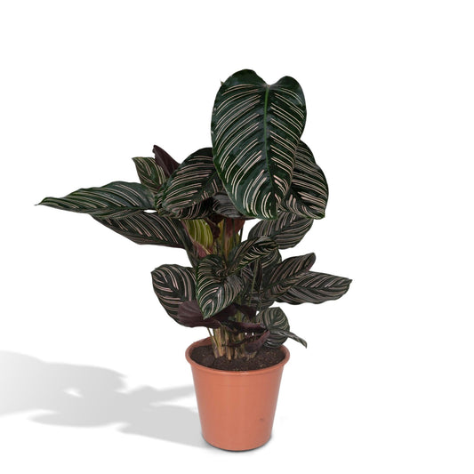 Calathea Ornata – Pflegeleichte Zimmerpflanze Ø19cm