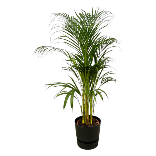 Areca Palme 110 cm mit Elho Greenville Topf Ø21 cm