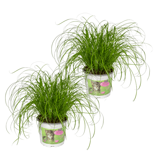 Cyperus Alternifolius (Katzengras) – 2er Set Ø12cm