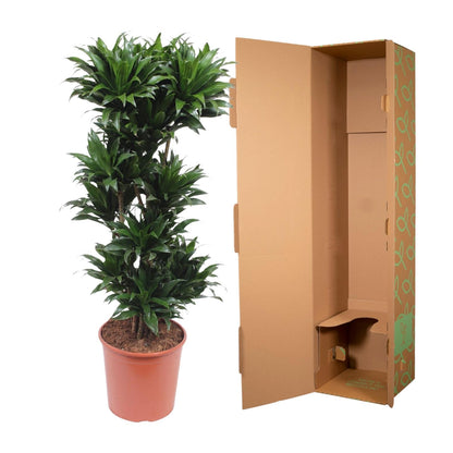 Dracaena Compacta – Pflegeleichte Zimmerpflanze 140 cm