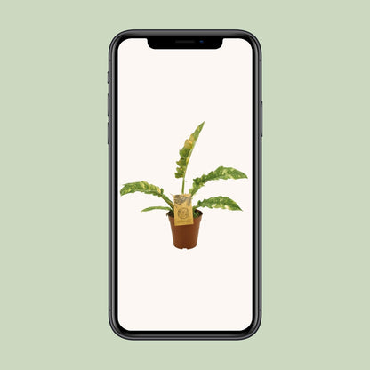 Philodendron Ring Of Fire – Pflegeleichte Zimmerpflanze Ø15cm