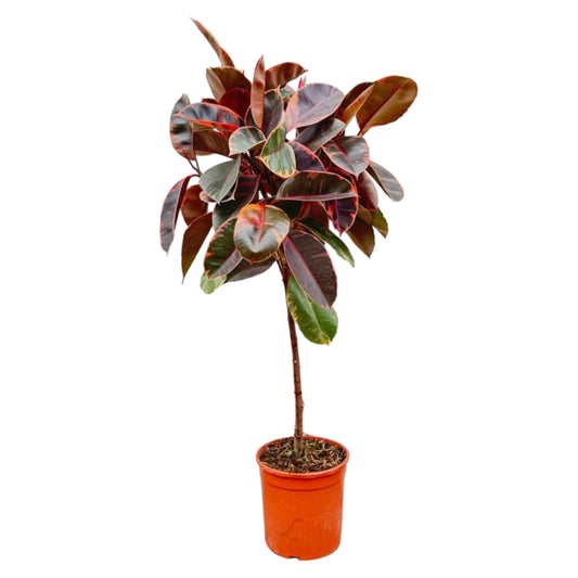 Ficus Elastica Belize op Stamm – pflegeleichter Gummibaum 130 cm