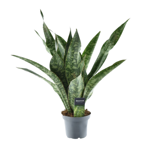 Sansevieria Aubrytniana Dragon – Pflegeleichte Trendpflanze Ø14cm