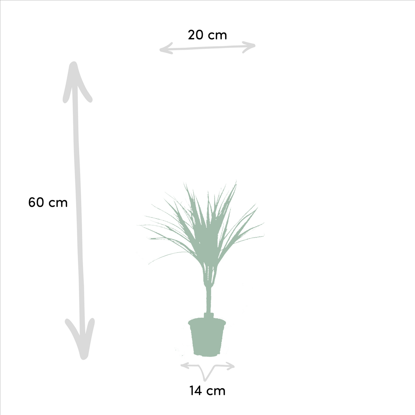 2x Dracaena Zimmerpflanze – 60 cm, Ø14 cm, pflegeleicht