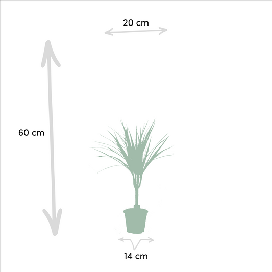 2x Dracaena Zimmerpflanze – 60 cm, Ø14 cm, pflegeleicht