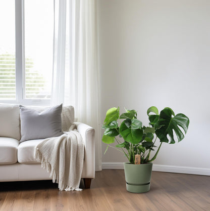 Monstera In Basket Palmleaf – Pflegeleichte Zimmerpflanze Ø21cm