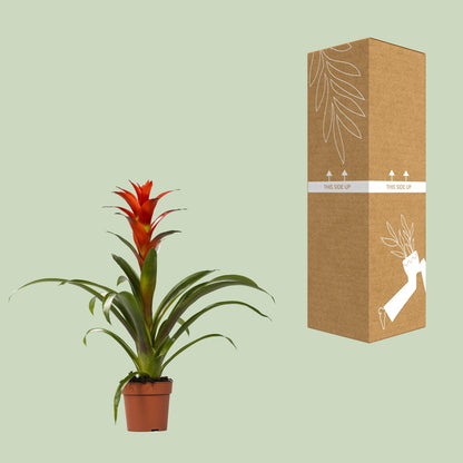 Guzmania Ostara – Exotische, pflegeleichte Zimmerpflanze Ø12cm
