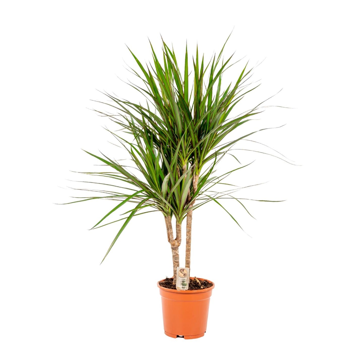 Dracaena Marginata – Pflegeleichter Drachenbaum Ø17cm, 90cm hoch