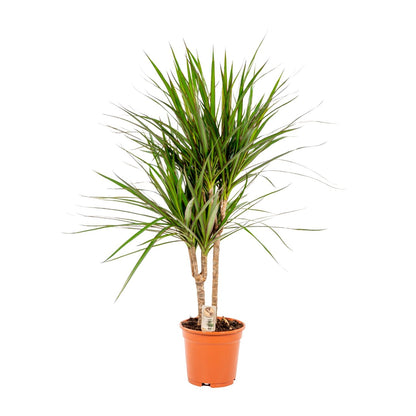 Dracaena Marginata – Pflegeleichter Drachenbaum Ø17cm, 90cm hoch