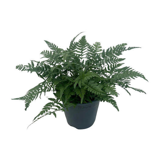 Polystichum Tsussimense 'Korean Rock Fern' – Pflegeleichter Tüpfelfarn 14cm