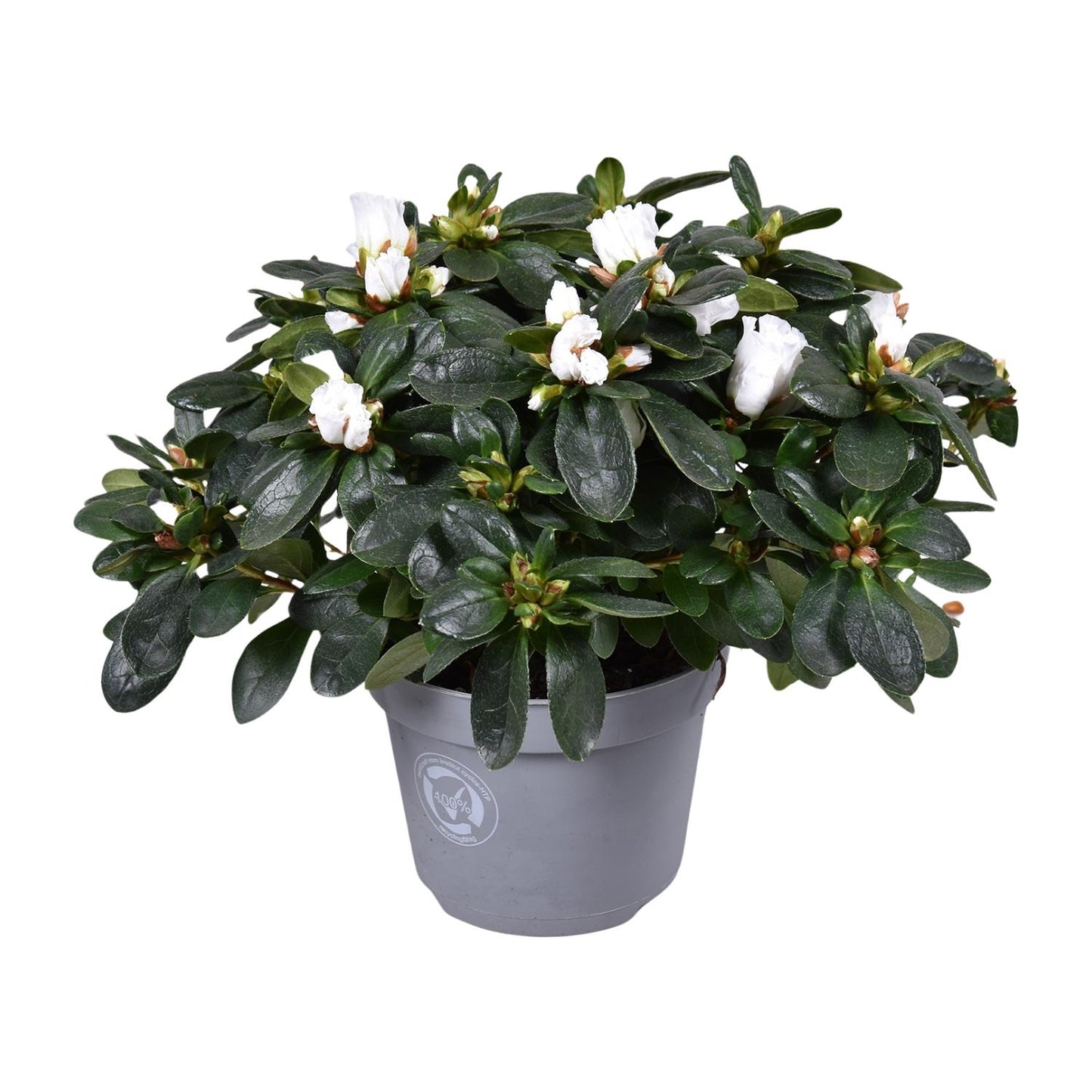 Azalee Witte Vogel – Pflegeleichte Blühpflanze Ø13cm, 27cm hoch
