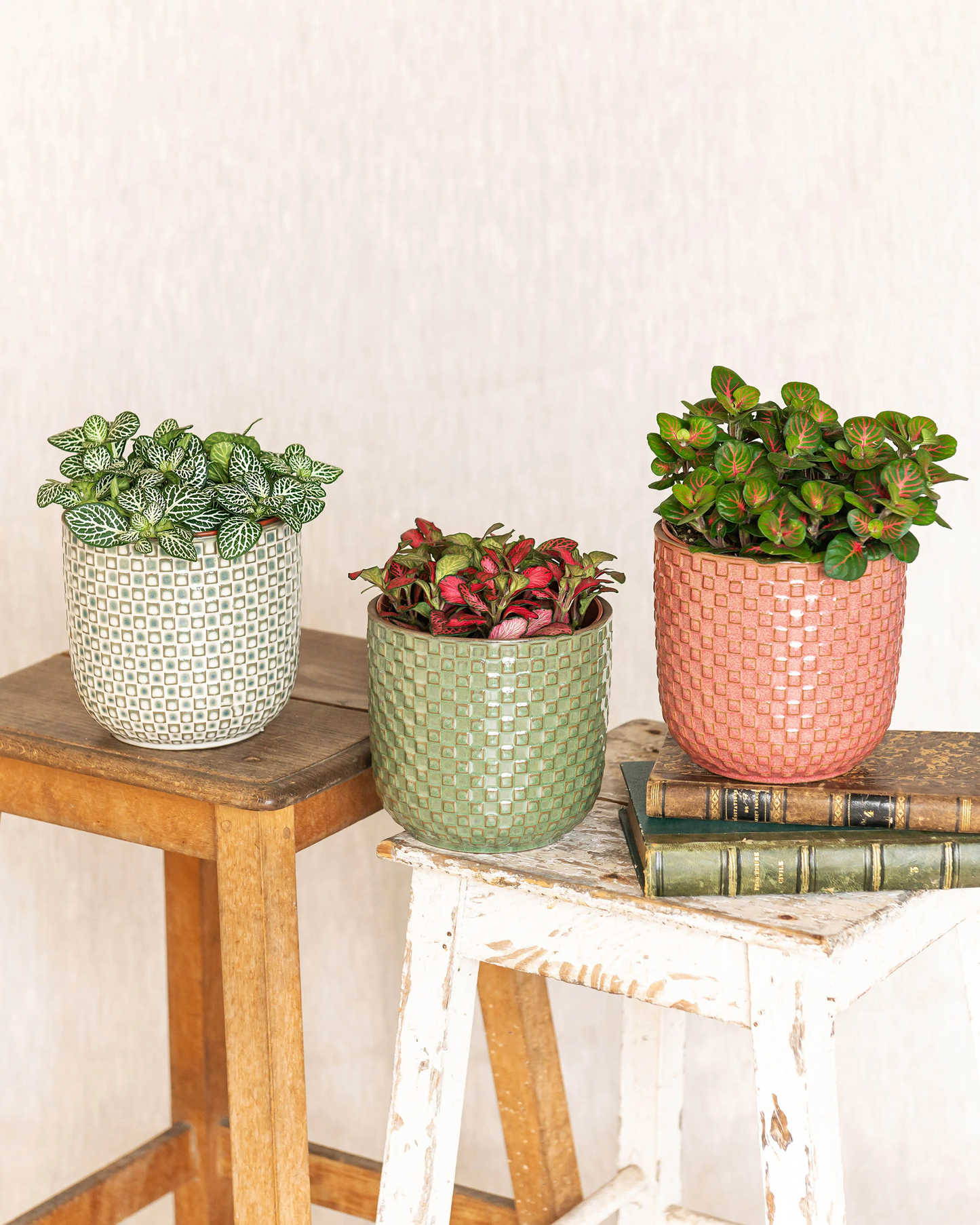 Fittonia – Pflegeleichte Luftreinigende Zimmerpflanze