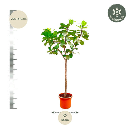 Ficus Lyrata XXL – Geigenfeige 270 cm, ø45 cm