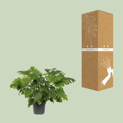 Philodendron Xanadu – Pflegeleichte Tropenpflanze 60 cm
