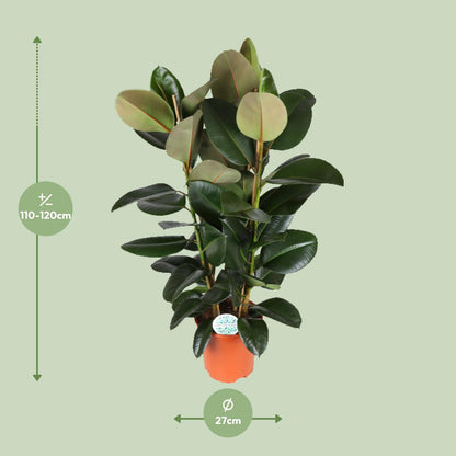 Ficus Elastica Robusta – Pflegeleichter Halbschatten-Klassiker Ø27cm
