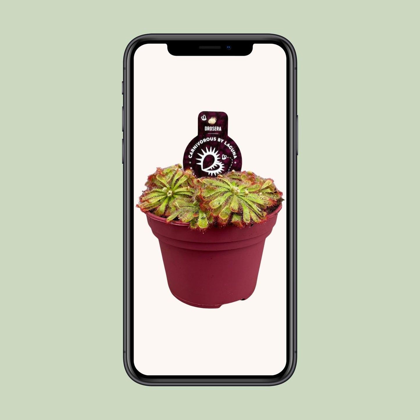 Drosera Aliciae – Pflegeleichte fleischfressende Zimmerpflanze Ø12cm